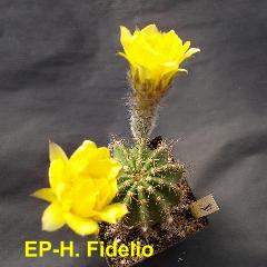 EP-H. Fidelio 3.1.jpg 